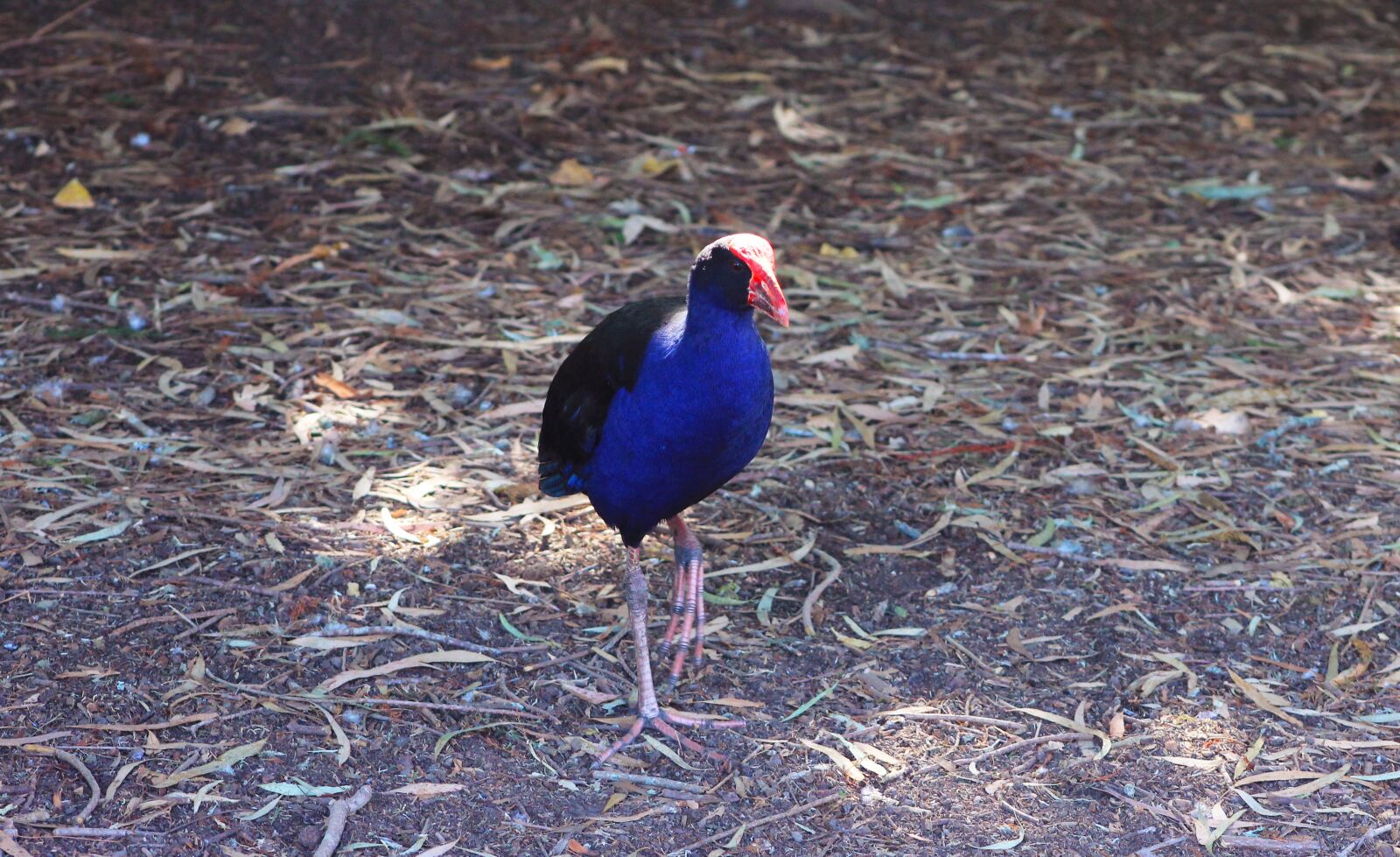 Canon EF75-300mm f/4-5.6 sample photo. Birds of new zealand photography
