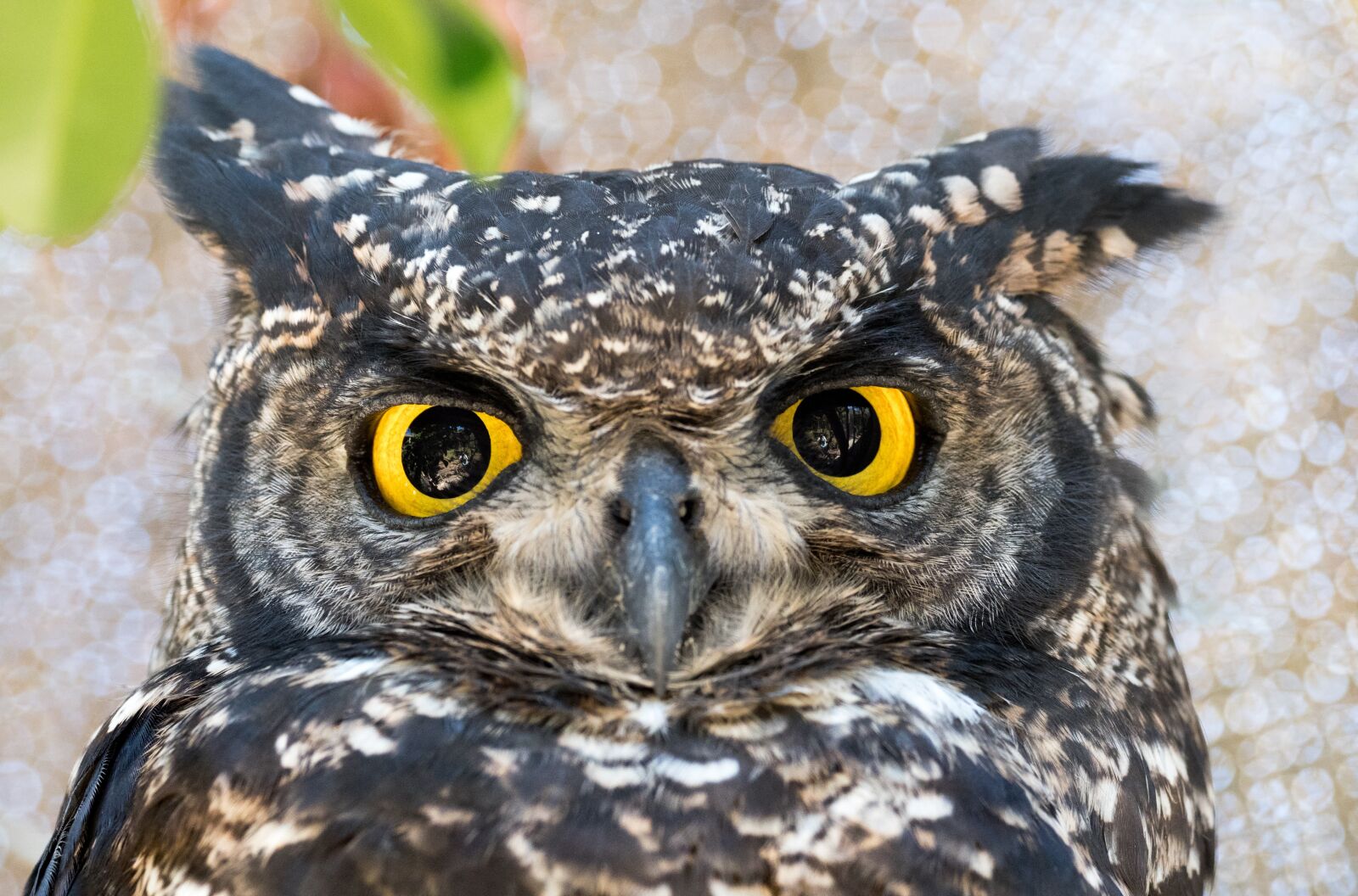 OLYMPUS M.300mm F4.0 sample photo. Spotted eagle owl, owl photography