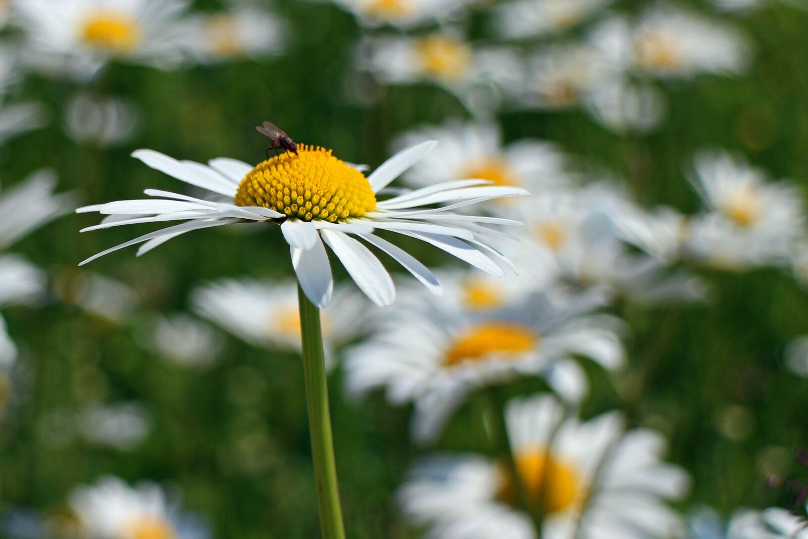 Canon EOS M sample photo. Daisies, flowers, plant photography