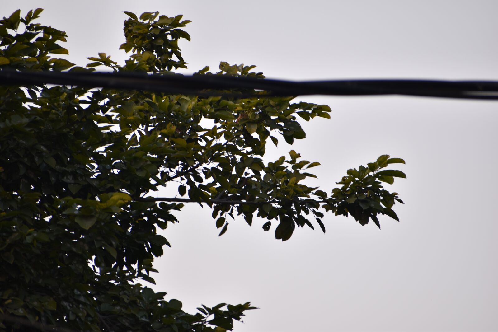 Nikon D5600 sample photo. Tree, dslr, rain photography