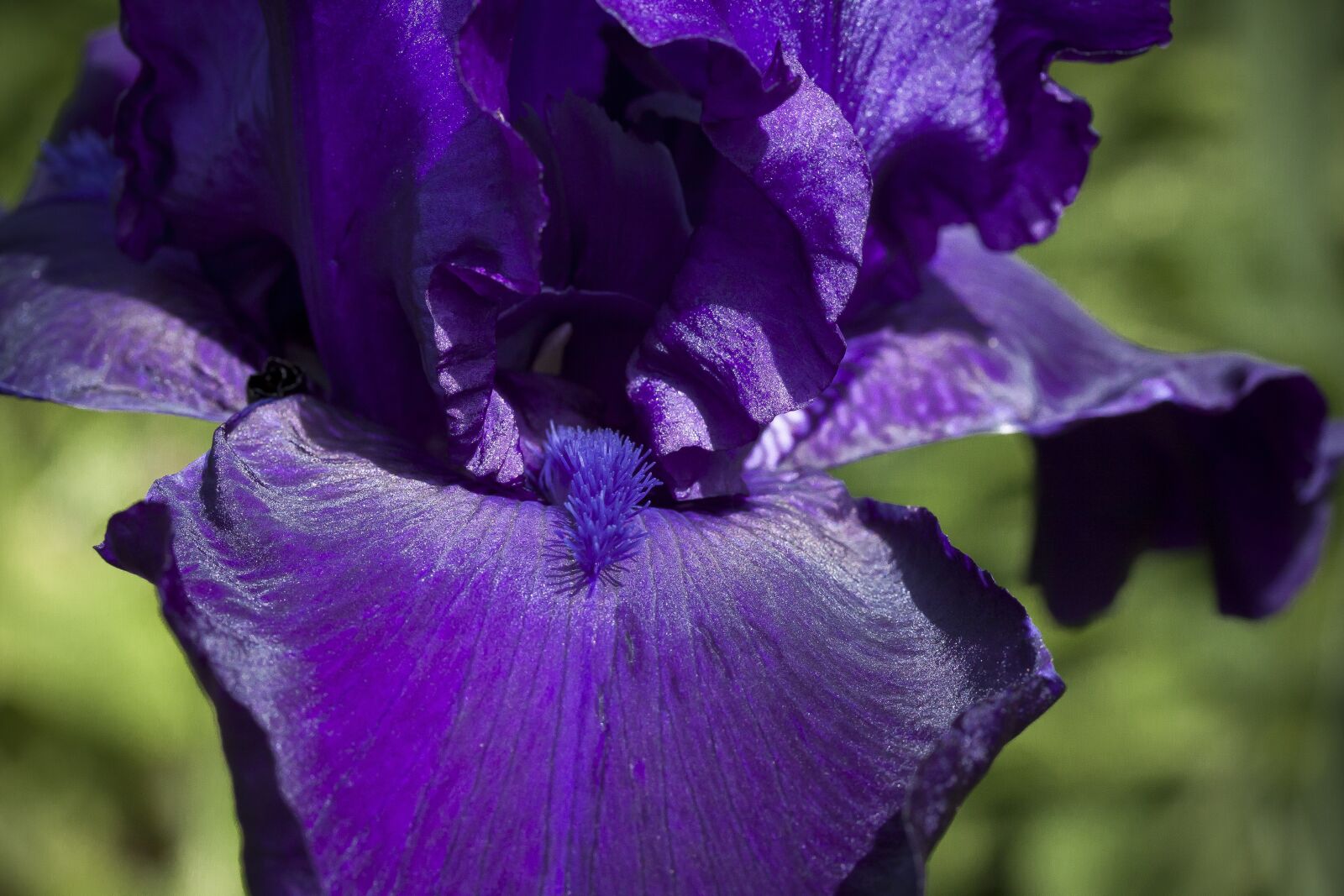 Canon EOS 50D + Canon EF-S 60mm F2.8 Macro USM sample photo. Iris, violet, flower photography