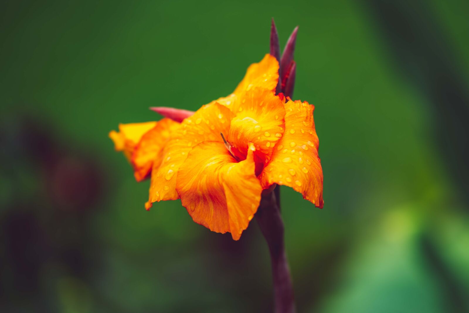 Nikon D750 sample photo. Gladiolus, orange, blooming photography