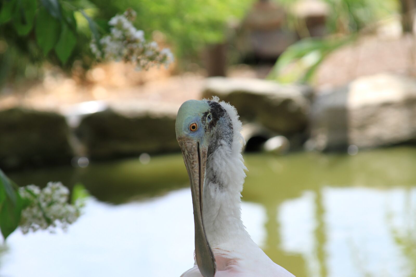 Canon EF 28-135mm F3.5-5.6 IS USM sample photo. Spoonbill, bird, shore bird photography