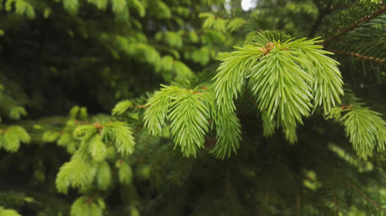HUAWEI Honor 7 sample photo. Christmas tree, six, conifer photography