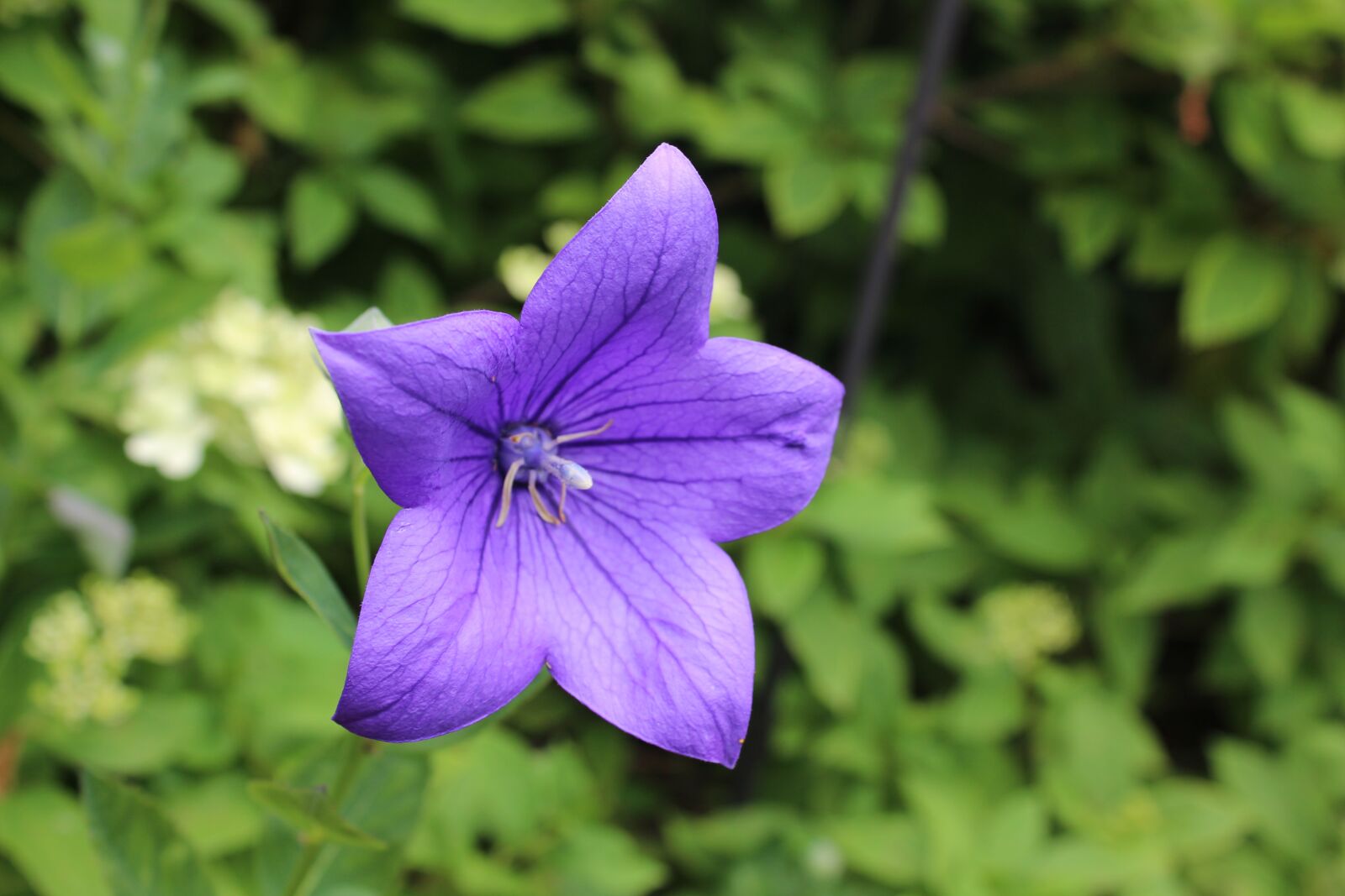 Canon EOS 1300D (EOS Rebel T6 / EOS Kiss X80) sample photo. Flower, balloon flower, purple photography