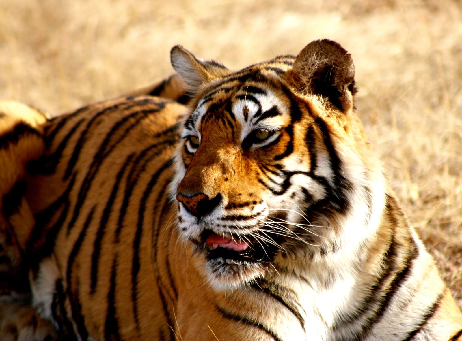 Canon EOS 1000D (EOS Digital Rebel XS / EOS Kiss F) sample photo. Tiger, india, wildlife photography