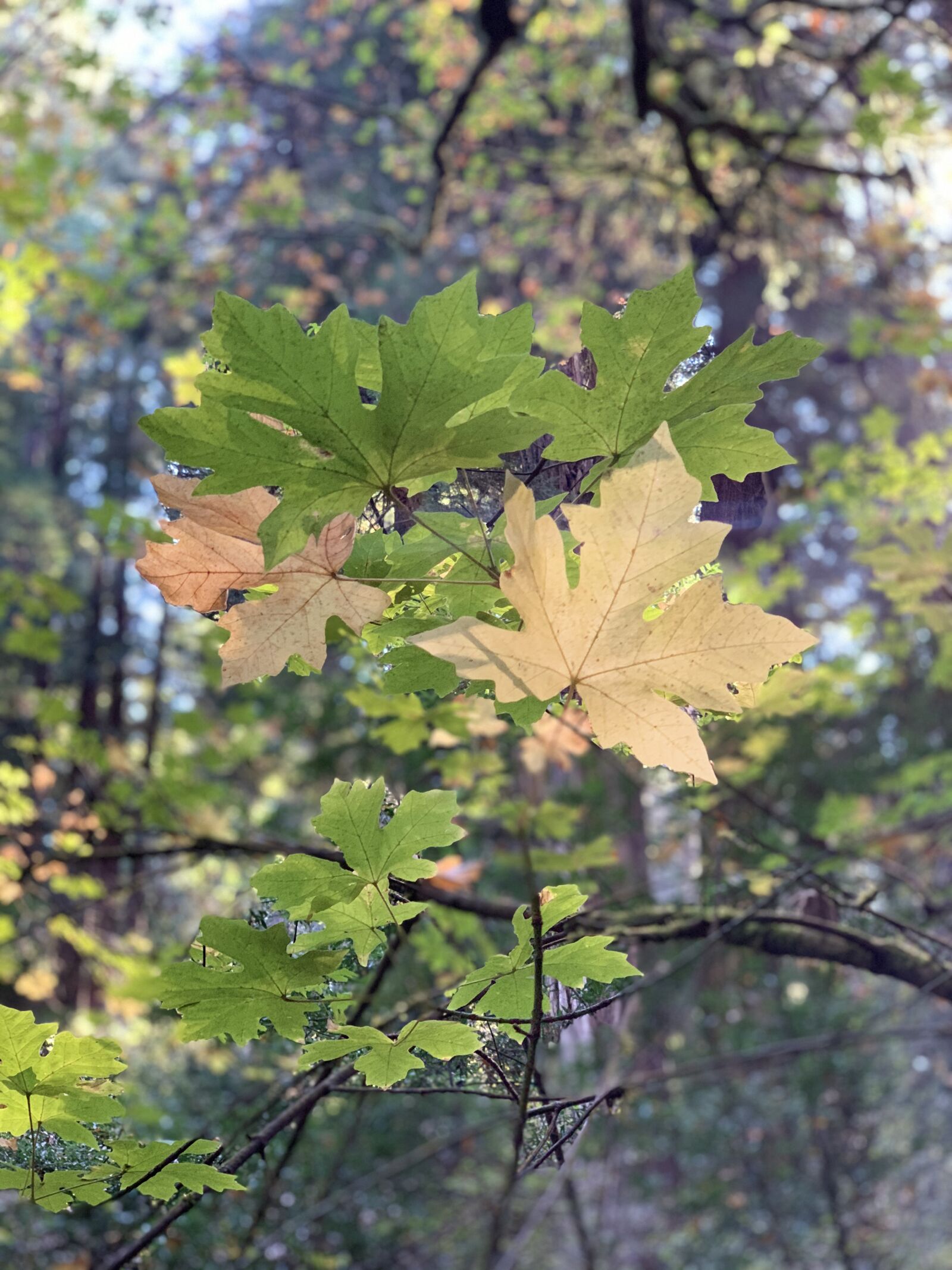 Apple iPhone XS Max sample photo. Leaf, oak leaf, tree photography