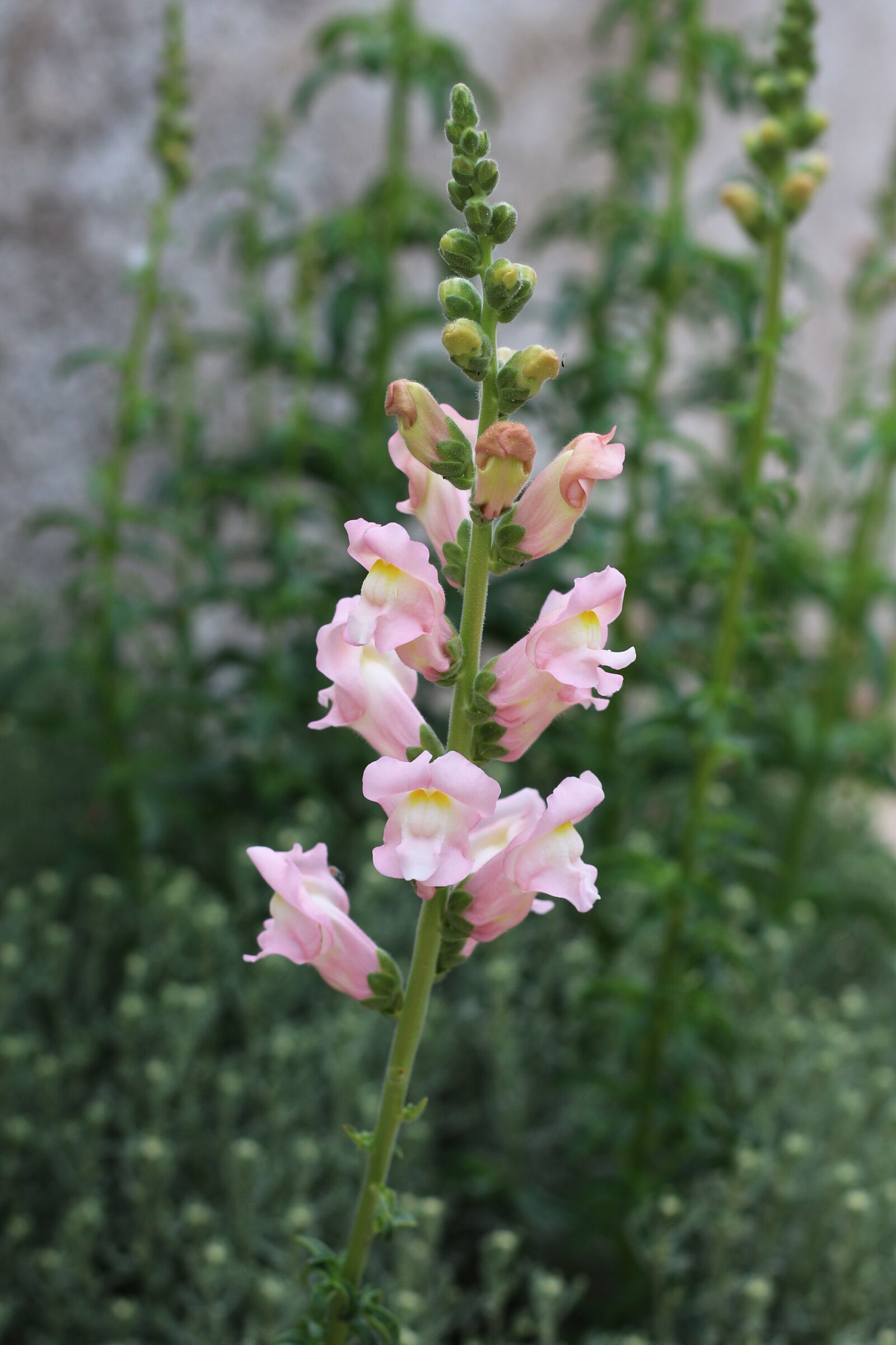 Canon EOS 700D (EOS Rebel T5i / EOS Kiss X7i) sample photo. Snapdragon, flowers, pink flowers photography
