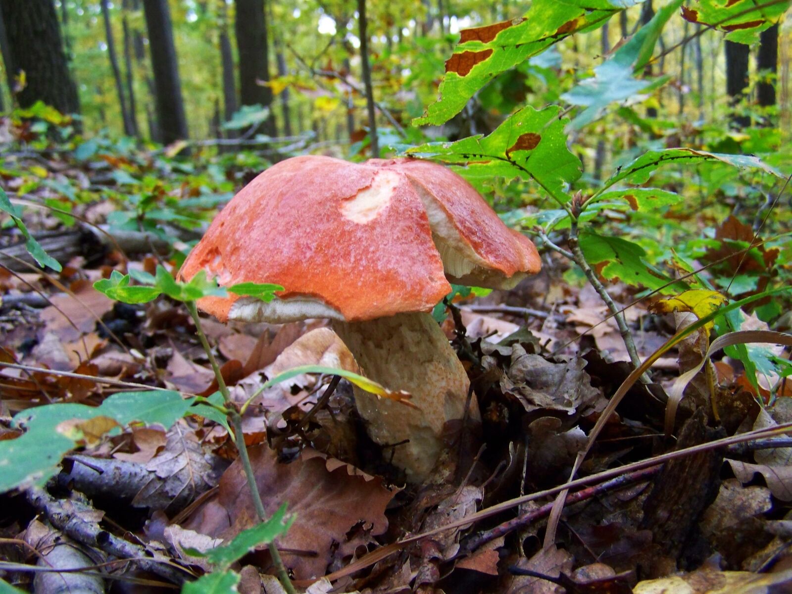 Kodak EASYSHARE ZD710 ZOOM DIGITAL CAMERA sample photo. Mushroom, forest mushroom, nature photography