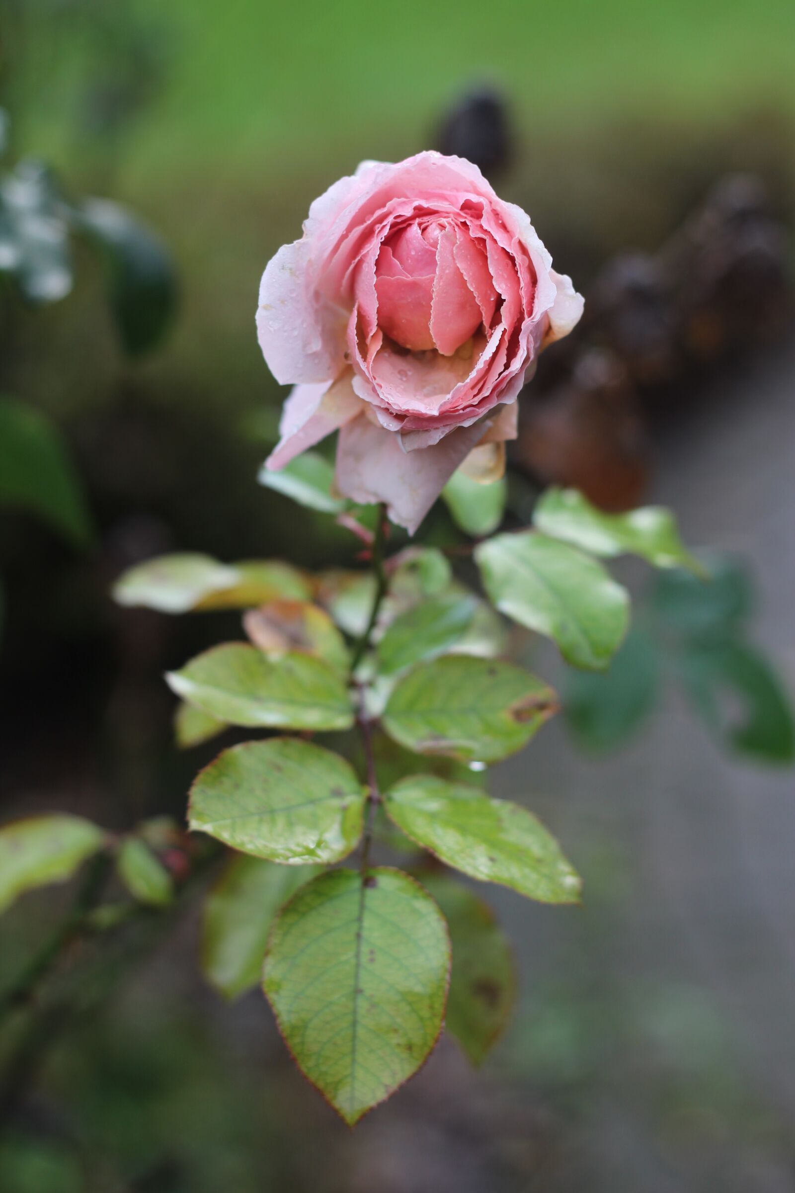 Canon EOS 650D (EOS Rebel T4i / EOS Kiss X6i) + Canon EF 50mm F1.8 II sample photo. Rose, flower, bloem photography