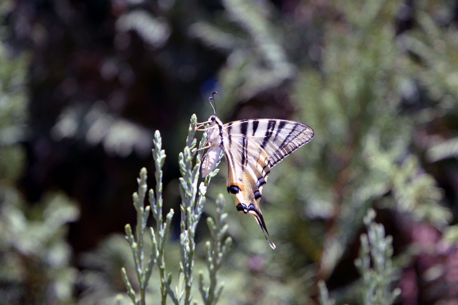 Nikon D3200 sample photo. Butterfly, beauty, ali photography