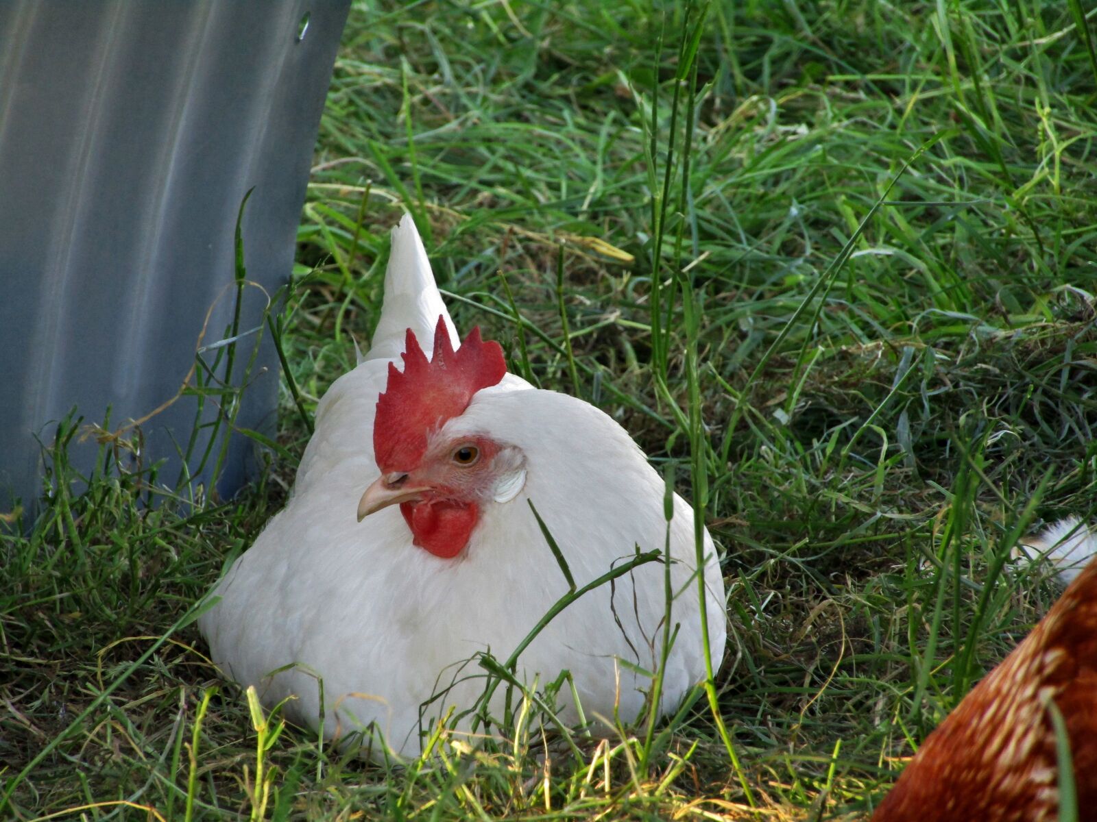 Canon POWERSHOT SX432 IS sample photo. Hen, chicken, rest pause photography