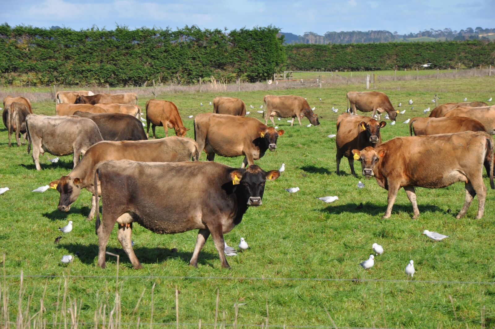Nikon D90 sample photo. Cows, and, seagulls photography