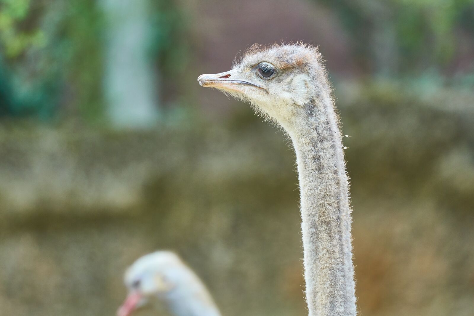 Sony FE 70-300mm F4.5-5.6 G OSS sample photo. Strauss, bird, flightless bird photography