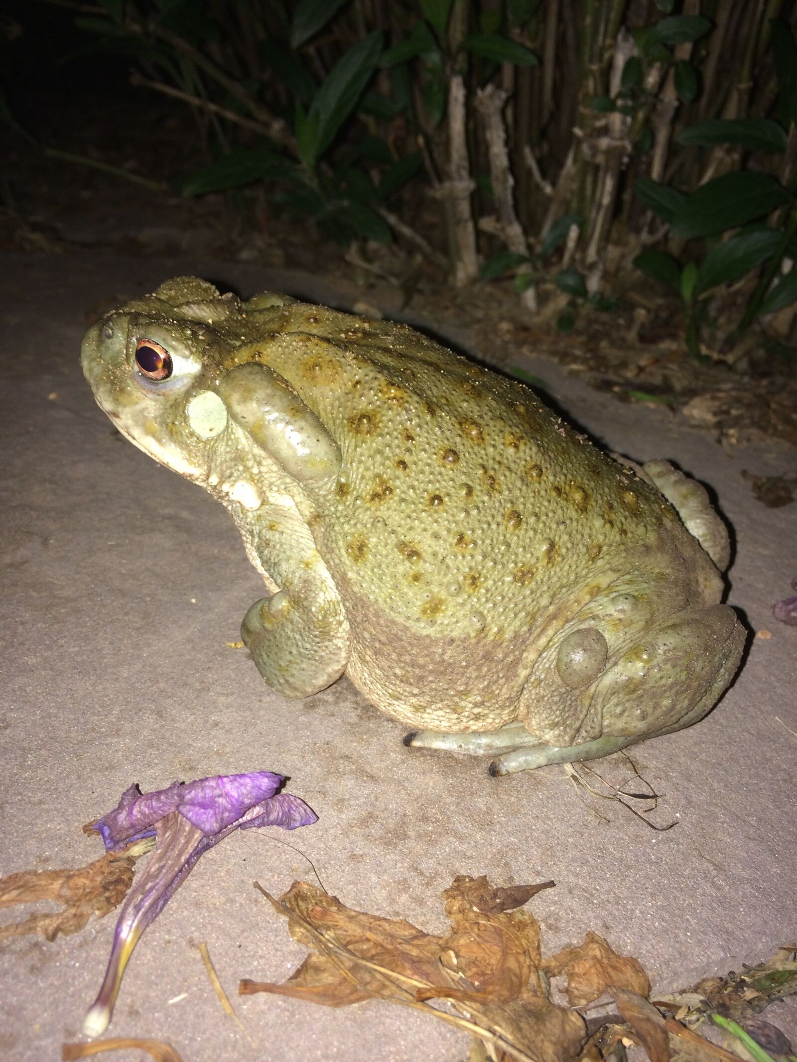 iPhone 5s back camera 4.12mm f/2.2 sample photo. Toad, amphibian, wild photography