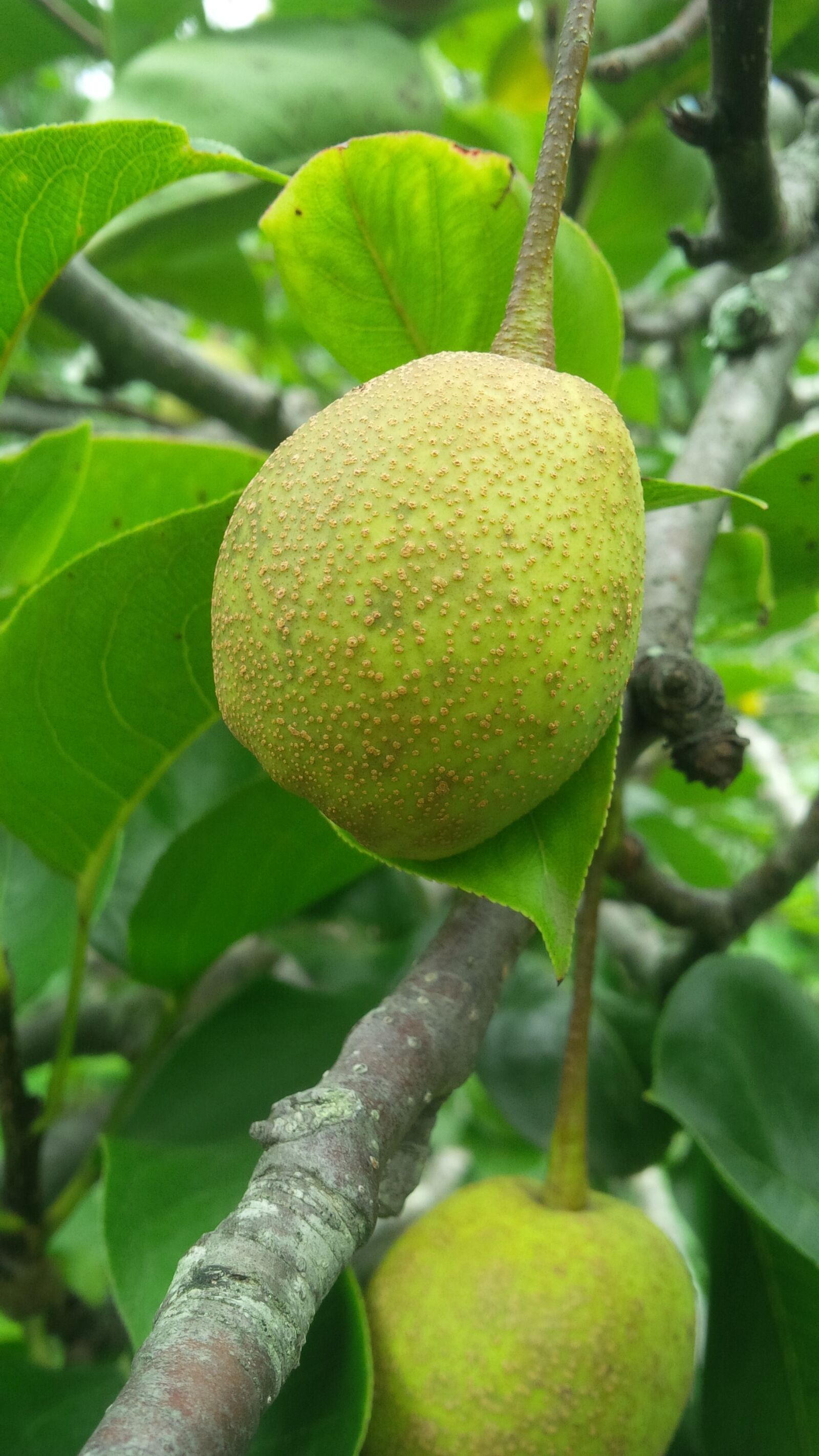 BlackBerry Z10 sample photo. Pear, natural, fruit photography