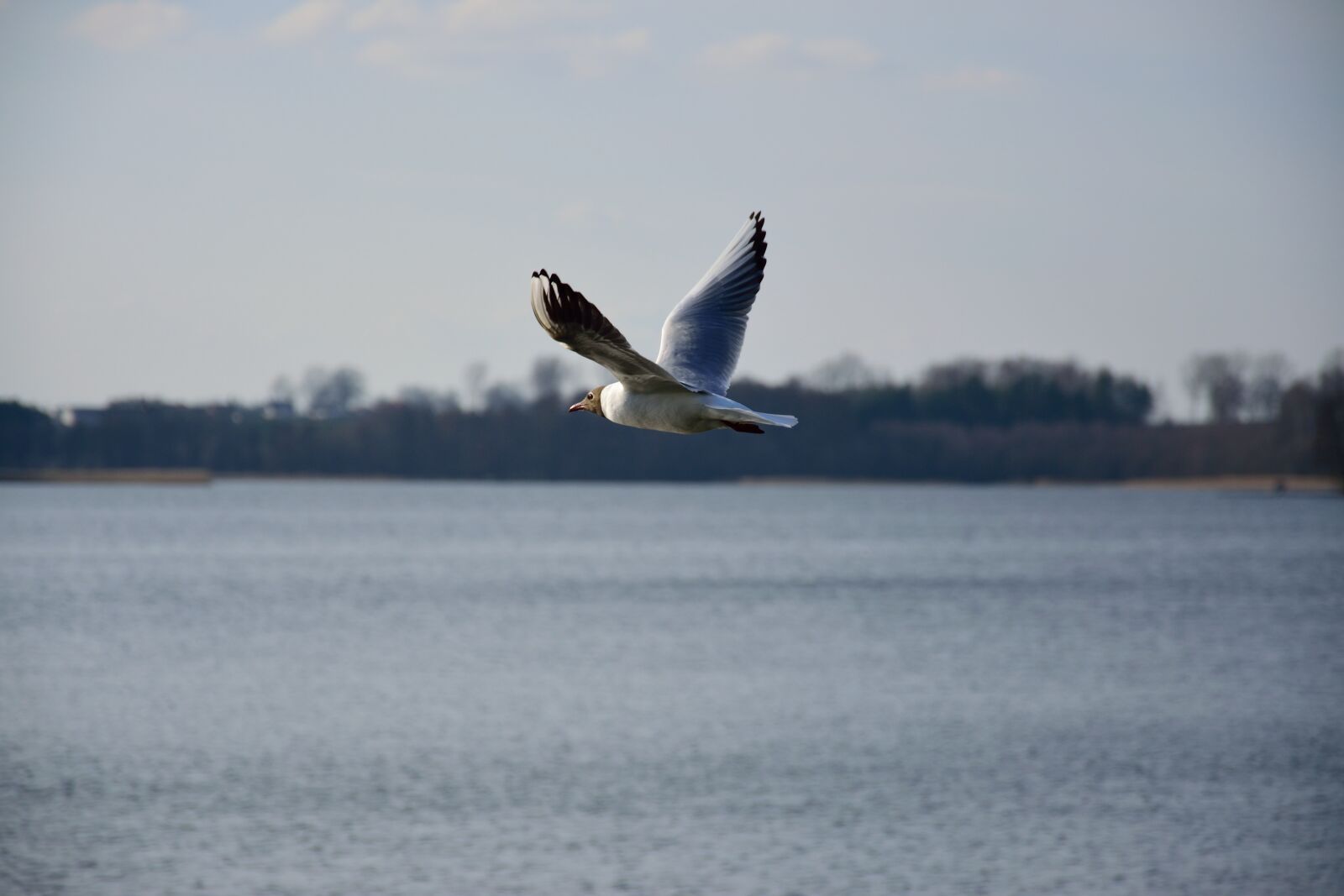 Nikon D3300 sample photo. Air, animal, background, bird photography