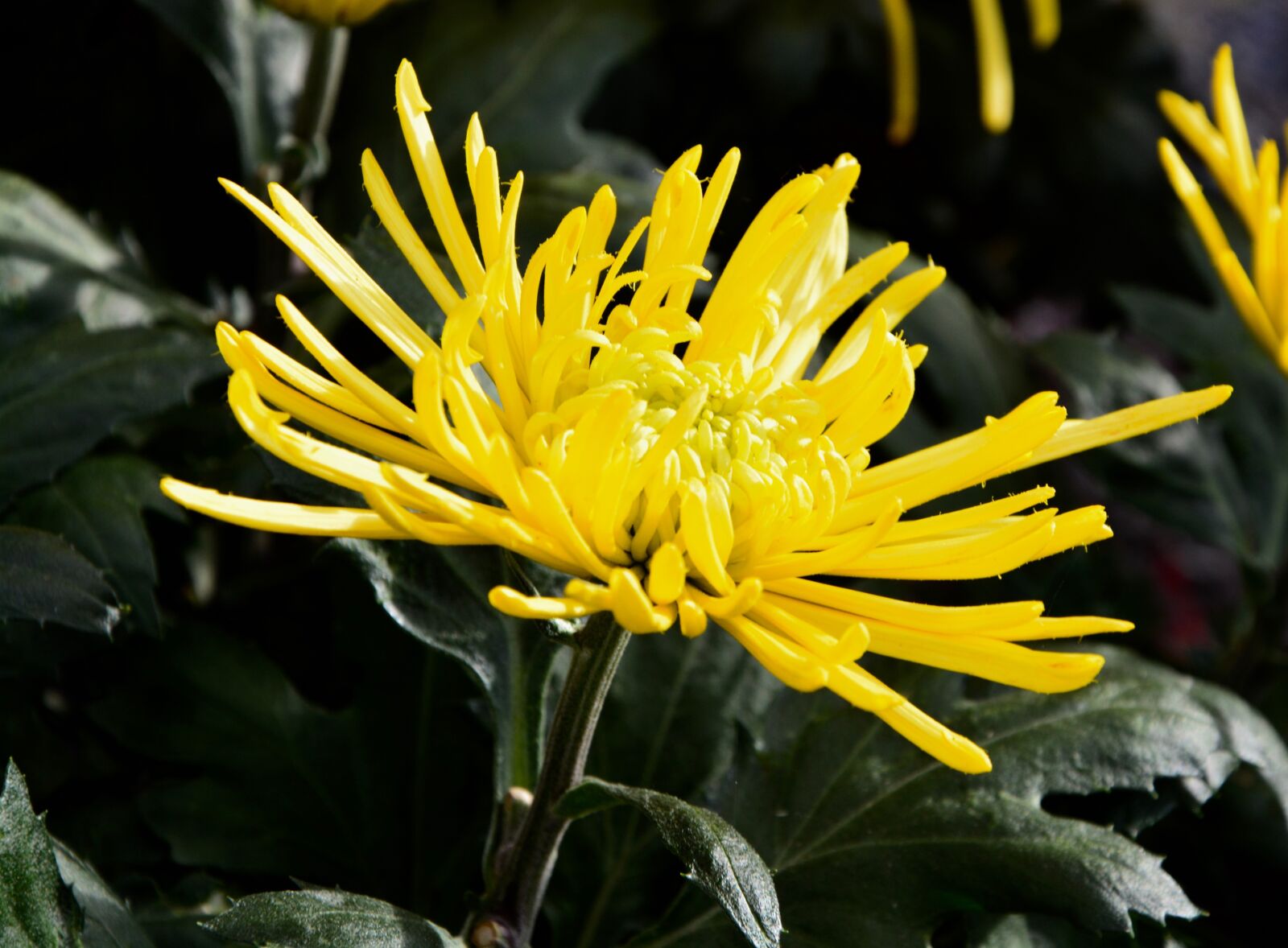 Nikon D5200 sample photo. Flower, flower color yellow photography