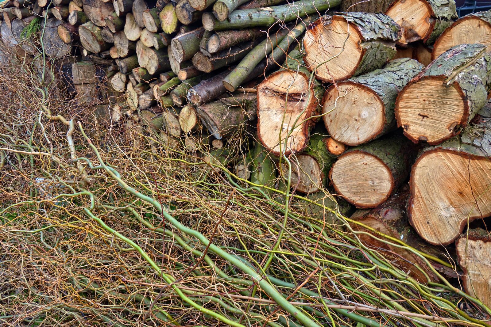 Sony Cyber-shot DSC-RX100 sample photo. Wood, log, cut photography