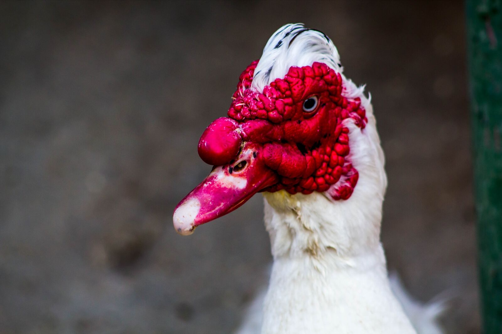 Canon EOS 600D (Rebel EOS T3i / EOS Kiss X5) sample photo. Duck, bird, animal photography