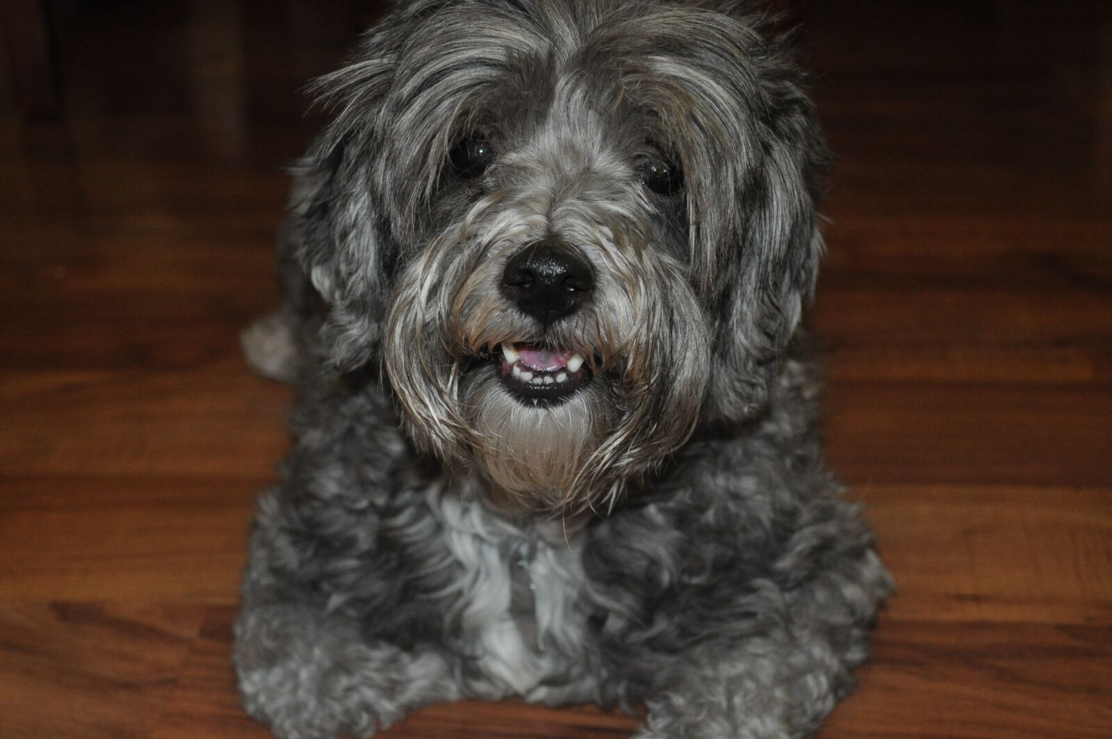 Nikon D5000 sample photo. Dog, cute, animal photography