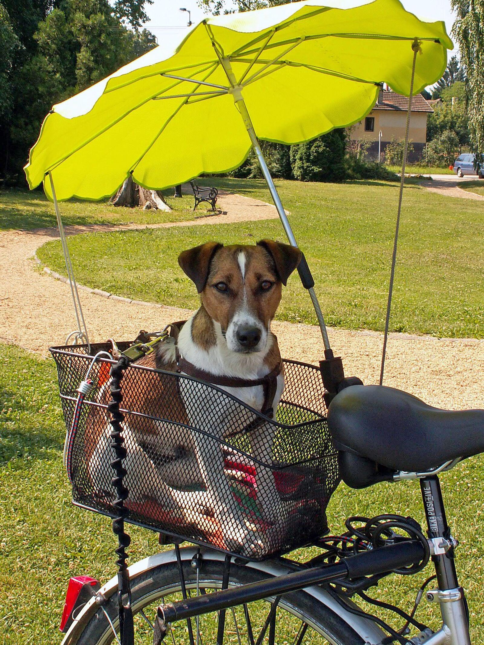 KONICA MINOLTA DiMAGE Z3 sample photo. Jack russel terrier, dog photography