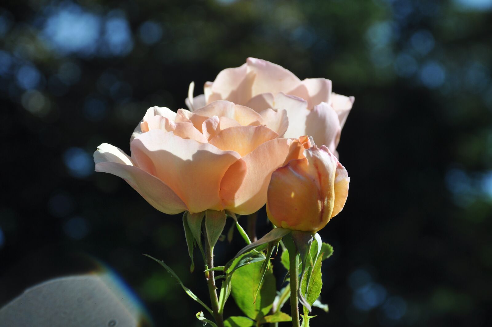 Nikon D90 sample photo. Pink, flower, flowers photography