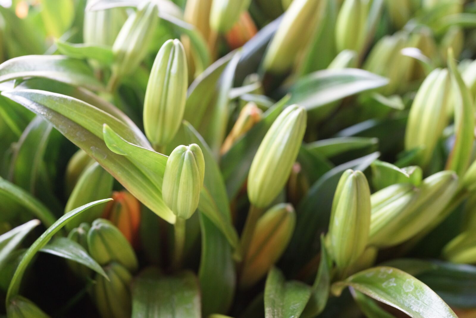 Sony Cyber-shot DSC-RX1R sample photo. Asiatic lily buds, bloom photography