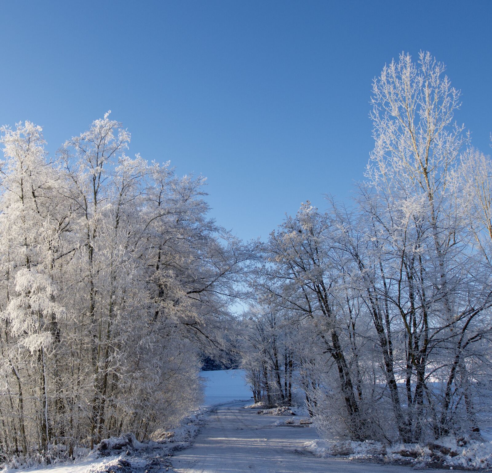 Nikon D800E sample photo. Winter, hoarfrost, cold photography