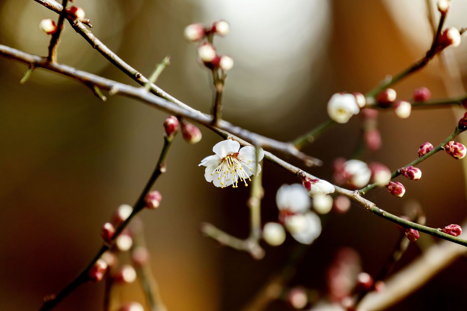 Canon EF 70-300mm F4-5.6L IS USM sample photo. Flowers, plum, natural photography