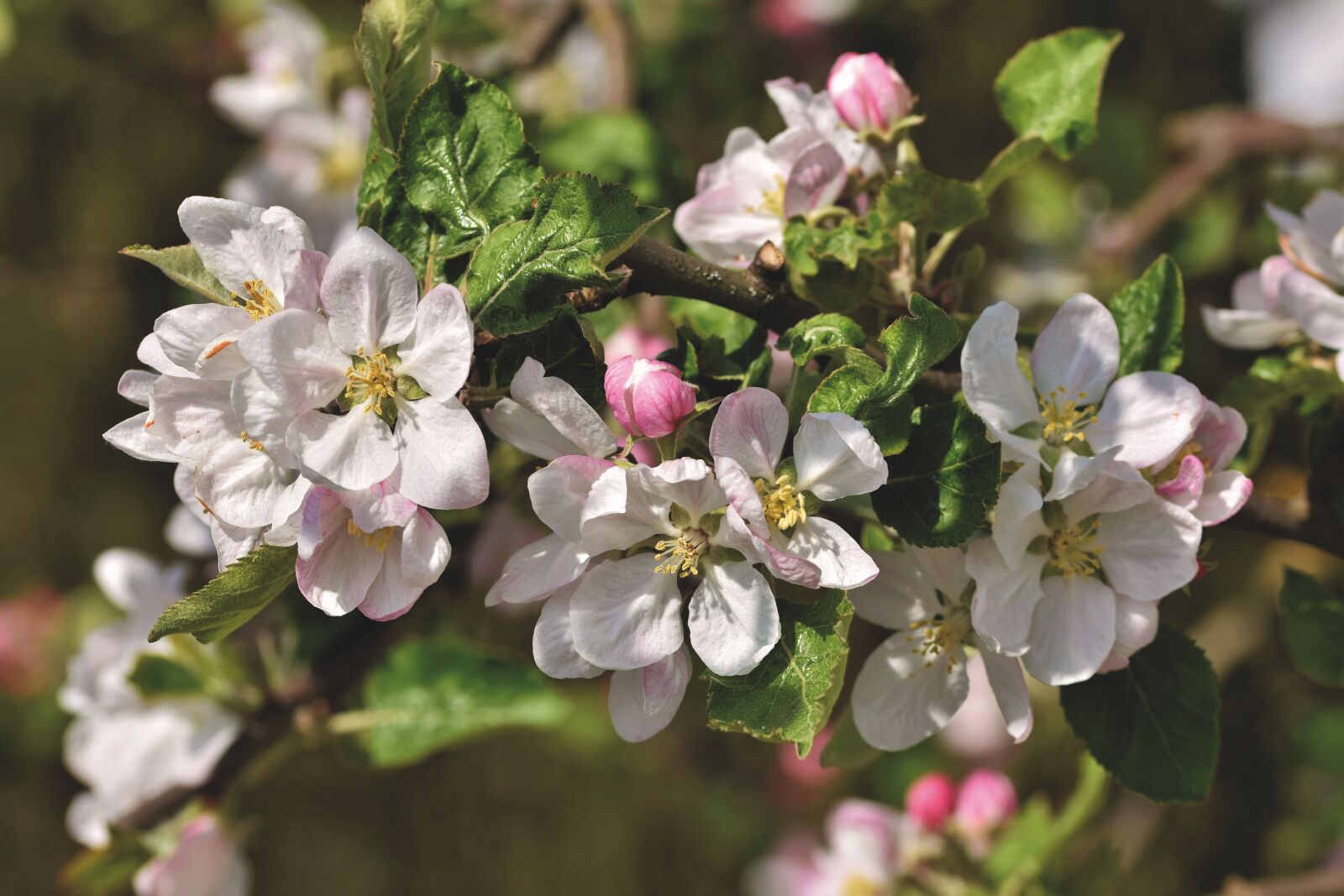 Nikon D7200 sample photo. Apple blossom, flowers, apple photography