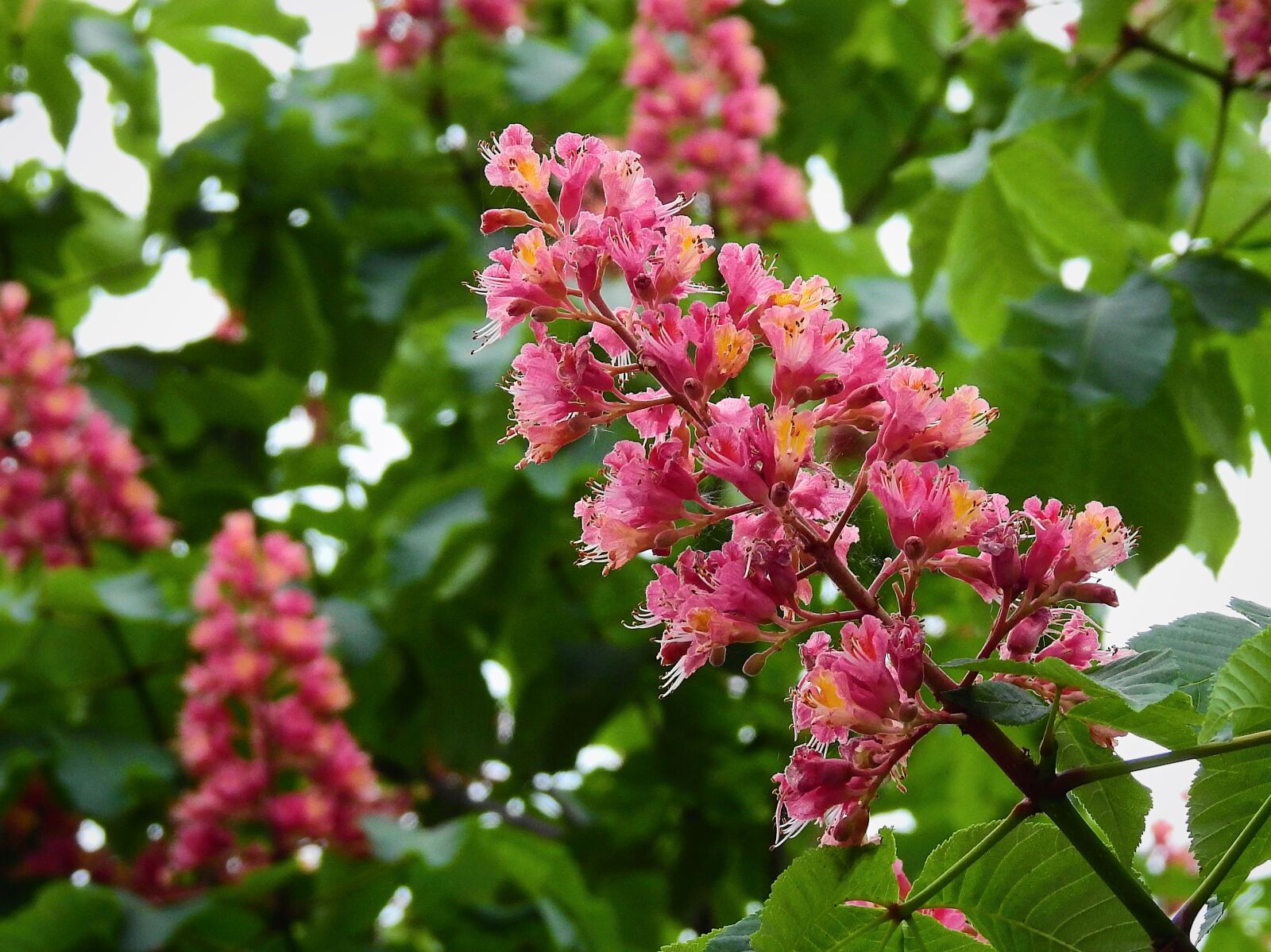 Nikon Coolpix P900 sample photo. Horse chestnut red, spring photography