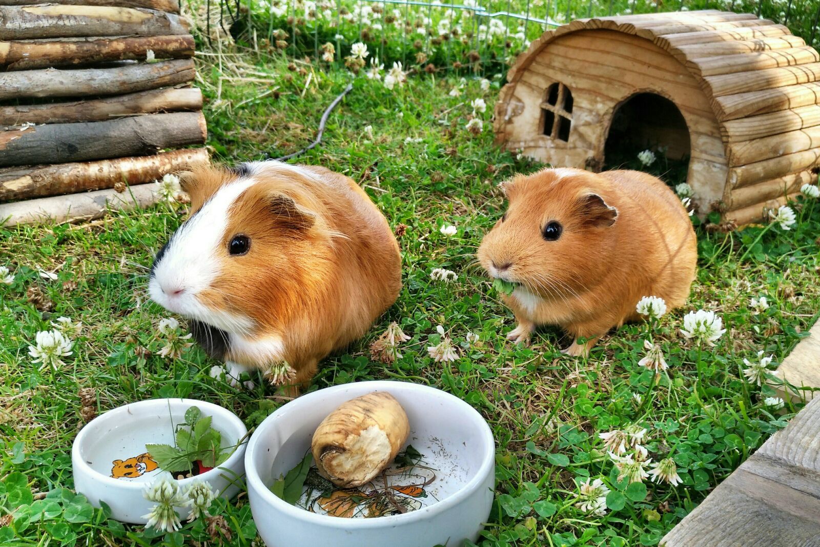 nubia Z11 MINI sample photo. Guinea pig, pets, food photography