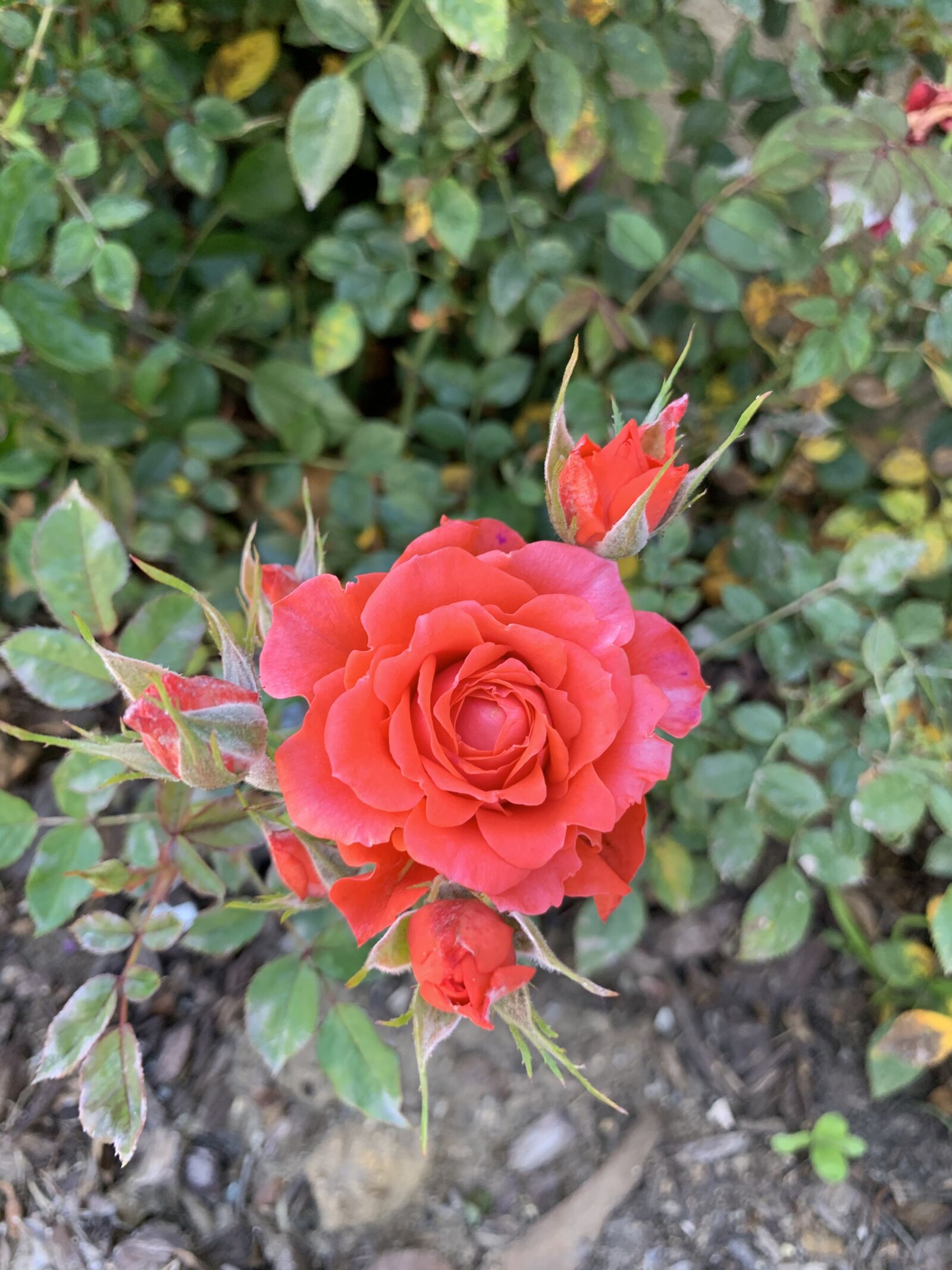 Apple iPhone XS Max sample photo. Red, flower, bush photography