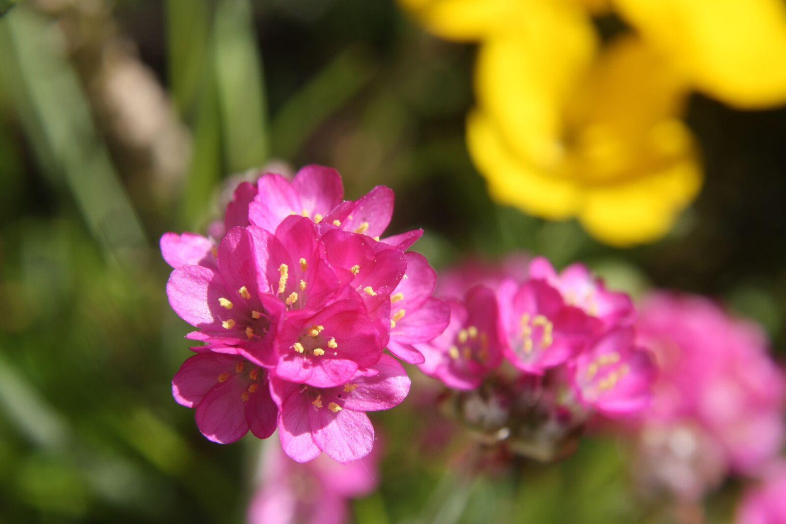 Canon EOS 1000D (EOS Digital Rebel XS / EOS Kiss F) sample photo. Flowers, spring, close up photography
