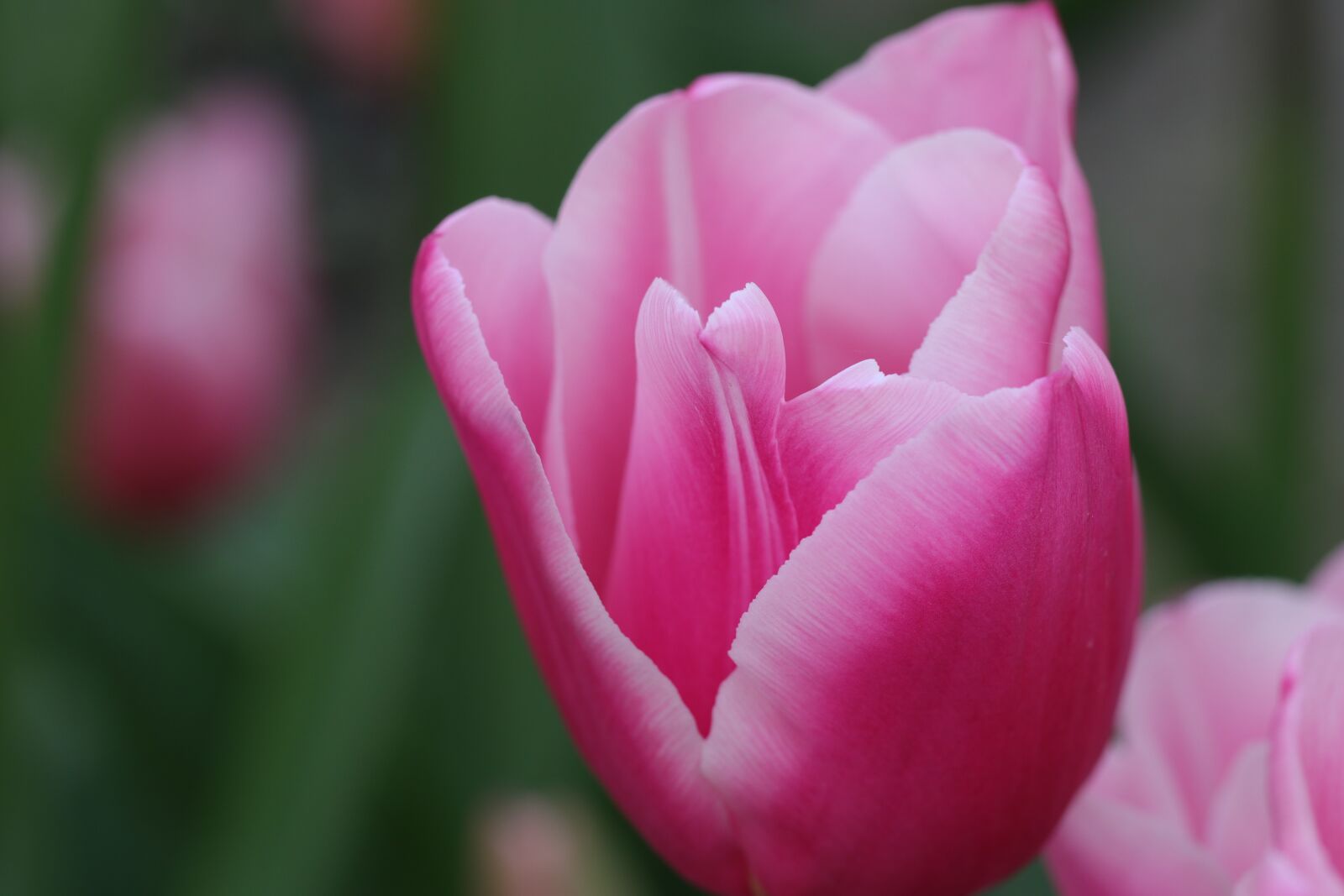 Canon EF 100mm F2.8L Macro IS USM sample photo. Tulips, tulip, flowers photography