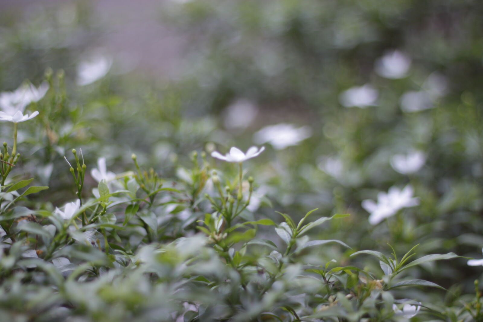 Canon EOS 500D (EOS Rebel T1i / EOS Kiss X3) + Canon EF 50mm F1.8 II sample photo. Beautiful, flowers, flora, floral photography