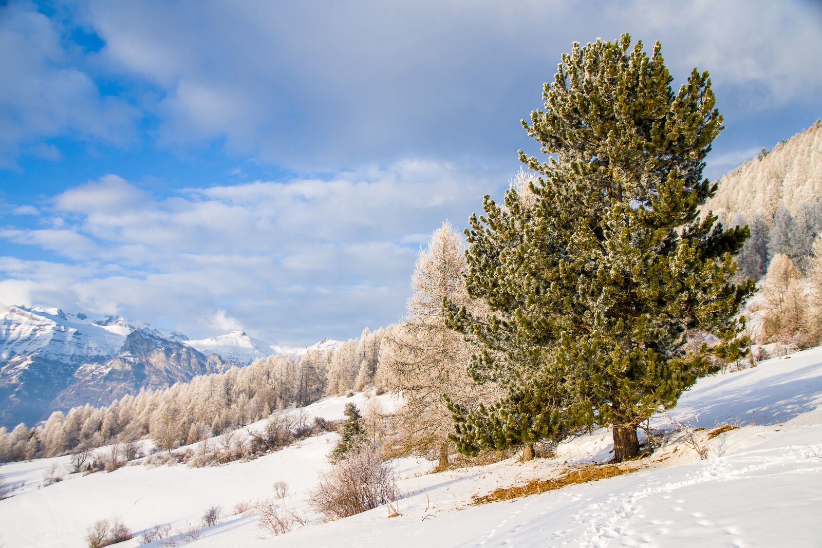 Pentax K-S2 sample photo. Snow, winter, nature photography