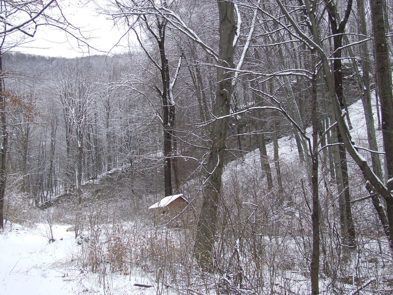 Fujifilm FinePix S5600 sample photo. Forest, winter, beech mountain photography