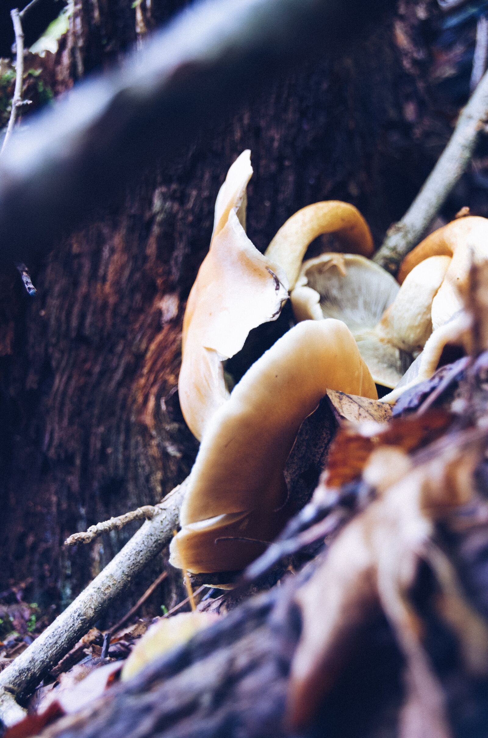 Nikon D5100 sample photo. Mushrooms, brown, forest floor photography