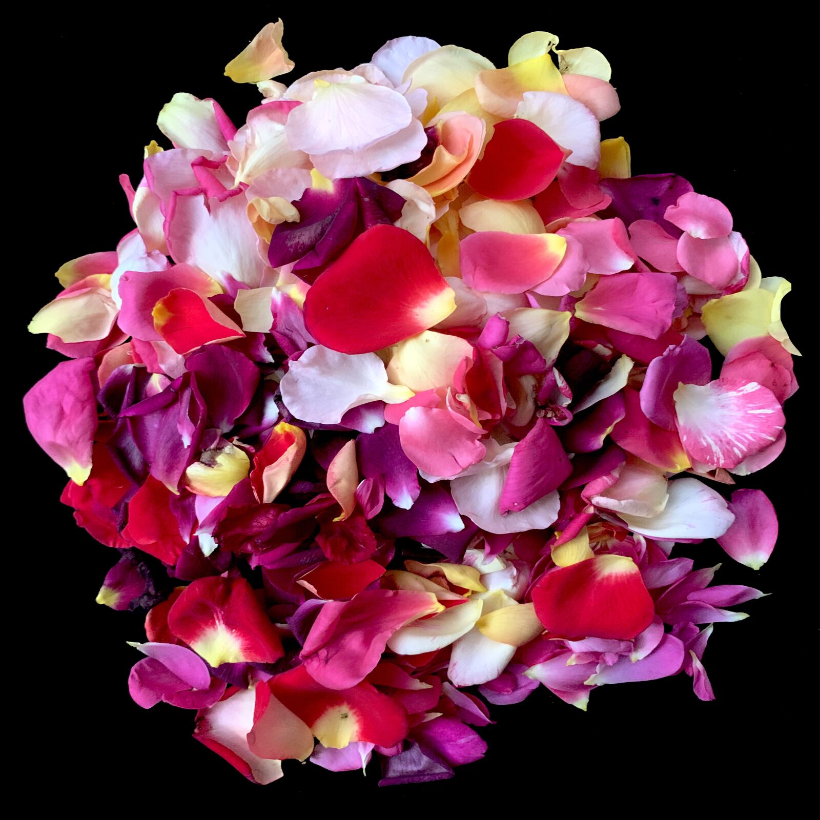 Apple iPhone XS sample photo. Petals, roses, romance photography
