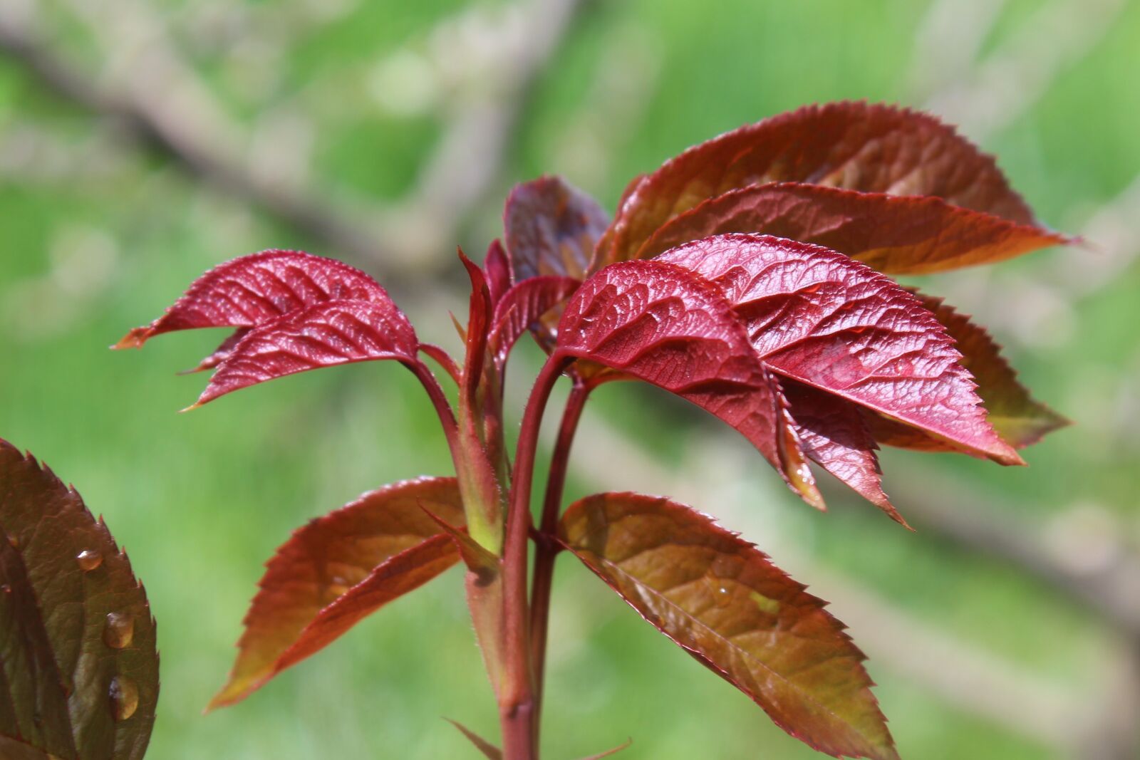 Canon EOS 1200D (EOS Rebel T5 / EOS Kiss X70 / EOS Hi) sample photo. Leaf, nature, plant photography
