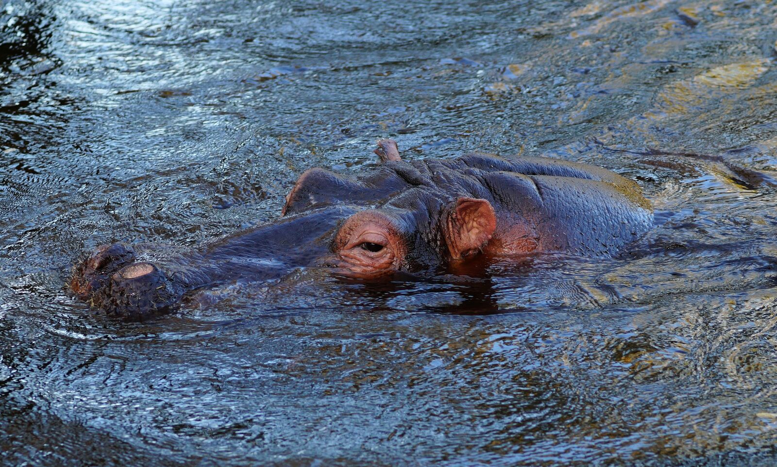 Sony SLT-A58 + Minolta AF 100mm F2.8 Macro [New] sample photo. Hippo, africa, animal photography