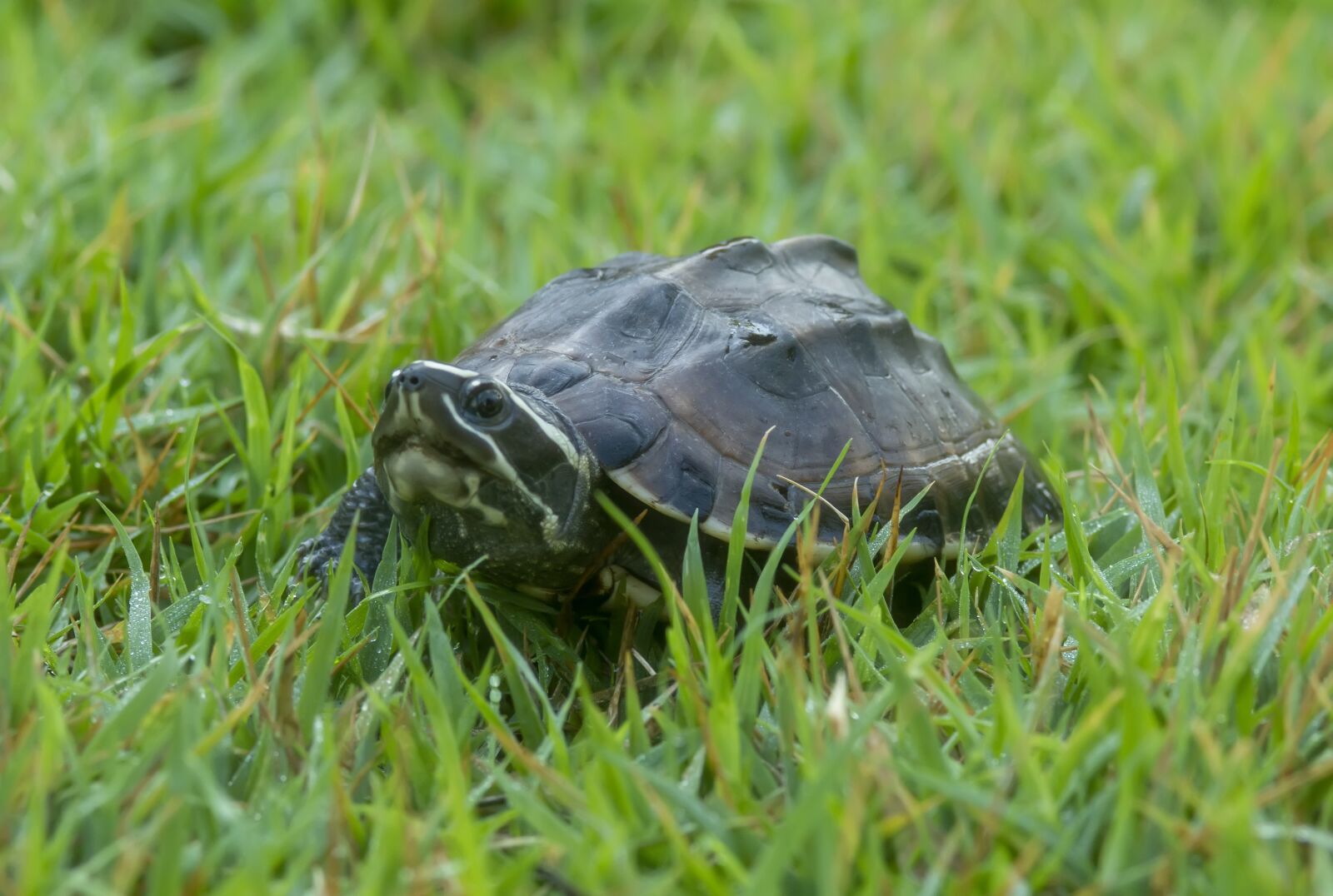 Nikon D7100 sample photo. Turtle, backyard, summer photography