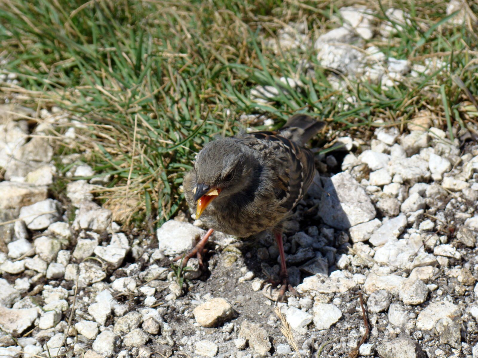 Sony Cyber-shot DSC-H50 sample photo. Bird, the sparrow, little photography