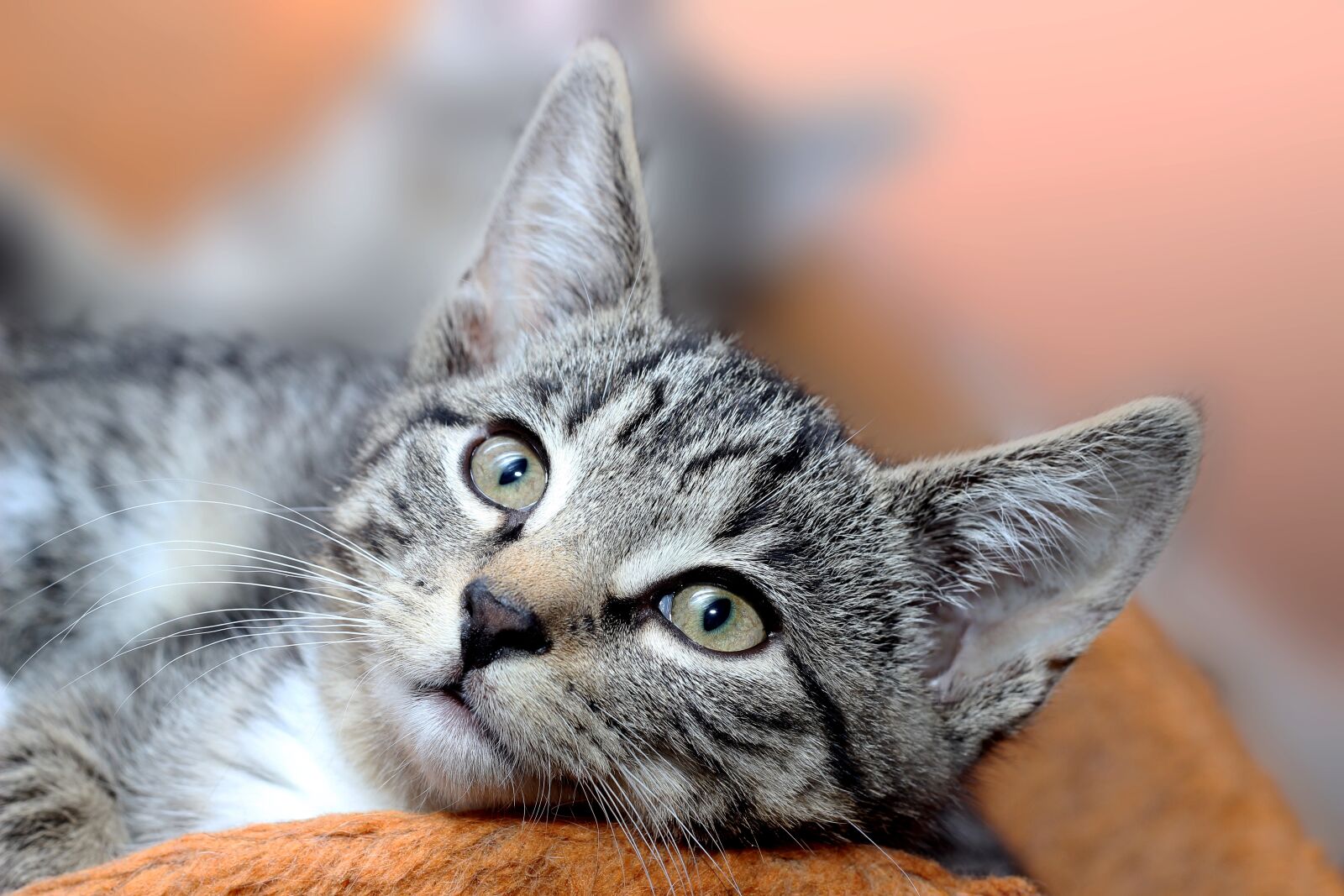 Canon EOS 600D (Rebel EOS T3i / EOS Kiss X5) + Canon EF 50mm F1.8 II sample photo. Cat, domestic cat, mackerel photography