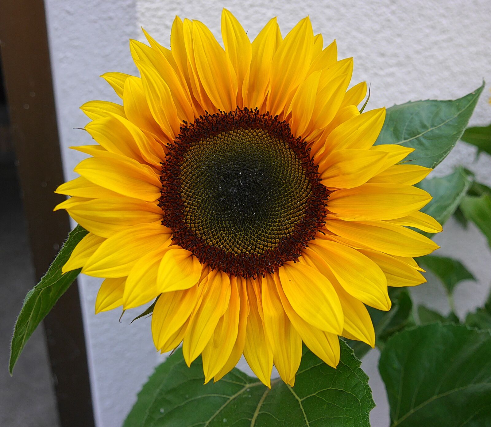 Panasonic Lumix DMC-G6 sample photo. Sunflower, flowers, yellow photography
