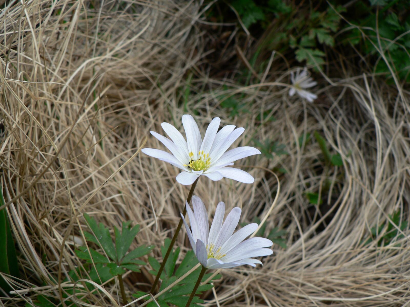 Panasonic DMC-FZ5 sample photo. Nature, flora, flowers photography