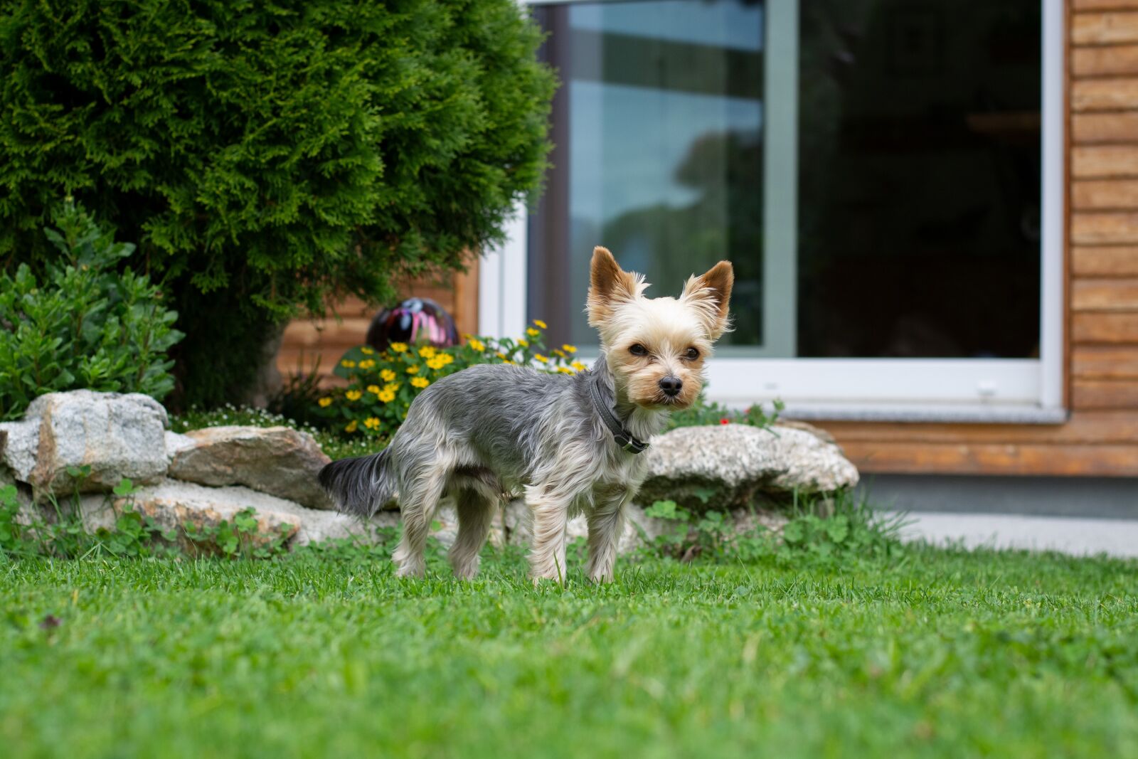 Nikon D7100 sample photo. Dog, small, garden photography