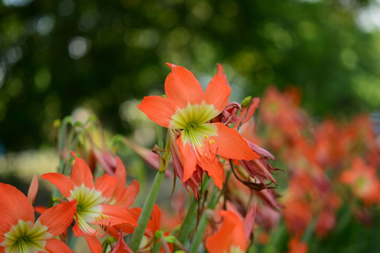 Nikon D7100 sample photo. Tulip, flora, garden photography